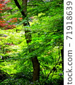 Blue maple 71918639