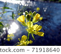 Shining water surface and rape blossoms 71918640