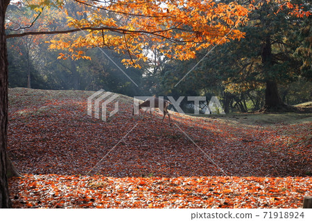 Nara Park, Tobihino Garden, Carpet of Fallen Leaves and Deer Nara Park, Tobihino Garden, Carpet of Fallen Leaves and Deer 71918924