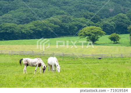 Hiruzen Highlands summer image Hiruzen Highlands summer image 71919584
