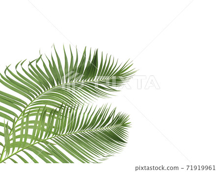 green palm leaves on white background green palm leaves on white background 71919961