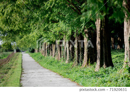 Shiga Prefecture Metasequoia Namiki Shiga Prefecture Metasequoia Namiki 71920631