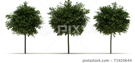 Robinia Pseudoacacia Tree Robinia Pseudoacacia Tree 71920644