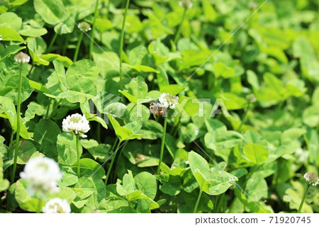 蜜蜂的三葉草花 蜜蜂的三葉草花 71920745