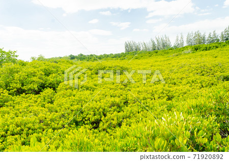 beautiful golden mangrove or ceriops decandra forest in Thailand beautiful golden mangrove or ceriops decandra forest in Thailand 71920892