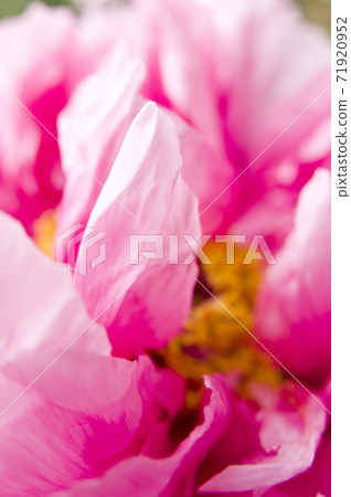 It is a close-up photo of a pink peony flower. It is a close-up photo of a pink peony flower. 71920952
