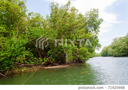 Avicennia alba at mangrove forest  in Thailand 71920986