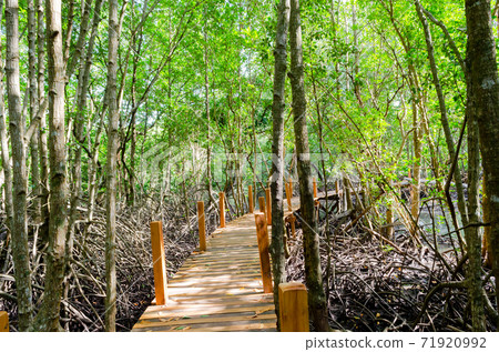 Avicennia alba with wooden walkway at mangrove forest  in Thailand 71920992