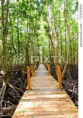 Avicennia alba with wooden walkway at mangrove forest  in Thailand 71920993