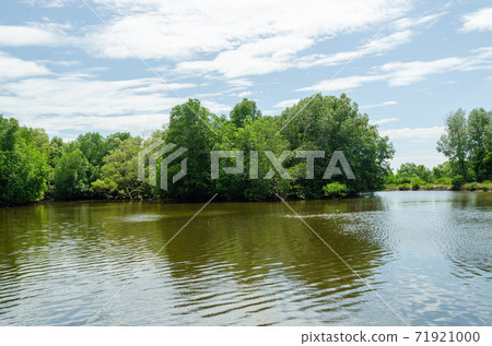 Avicennia alba at mangrove forest  in Thailand 71921000