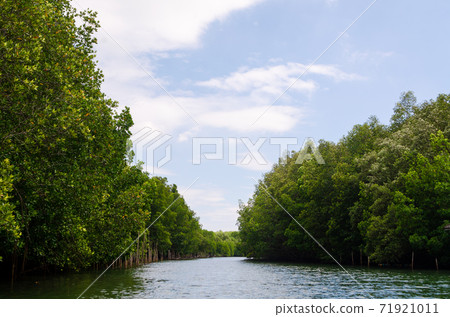 Avicennia alba at mangrove forest  in Thailand 71921011