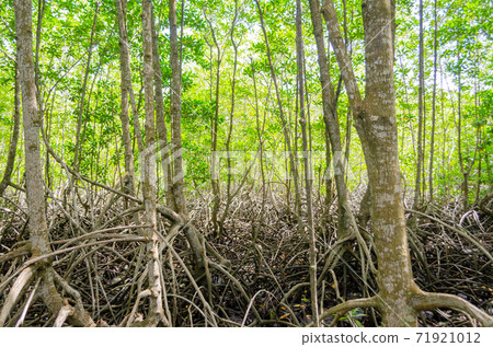 Avicennia alba at mangrove forest  in Thailand 71921012