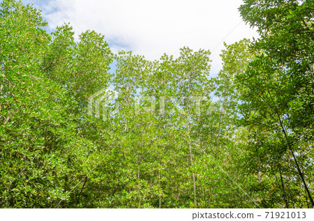 Avicennia alba at mangrove forest  in Thailand 71921013