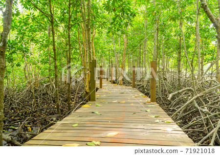 Avicennia alba with wooden walkway at mangrove forest in Thailand Avicennia alba with wooden walkway at mangrove forest in Thailand 71921018