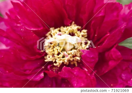 這是洋紅色牡丹花的特寫照片。牡丹花朵盛開。 71921069