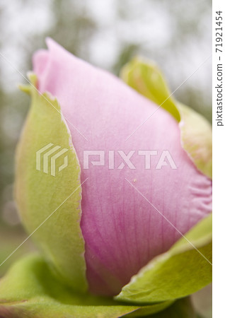 粉色牡丹有芽。 71921454