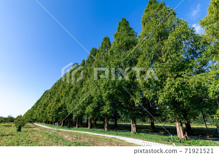 Shiga Prefecture Metasequoia Namiki 71921521