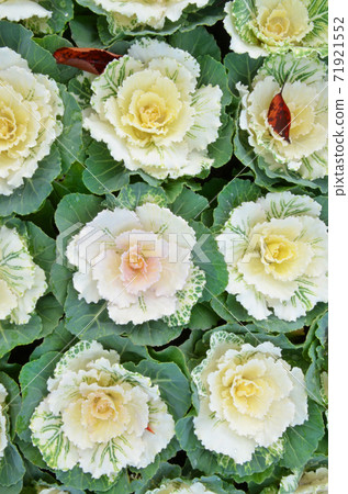 Habotan 綠葉牡丹 照片素材 圖片 圖庫