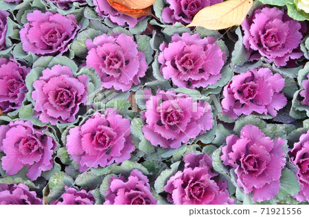 Habotan 綠葉牡丹 照片素材 圖片 圖庫