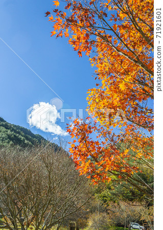 季節限定的大自然-武陵農場銀杏與楓紅 71921601