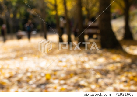 Season limited nature-Wuling Farm Ginkgo and Maple 71921603