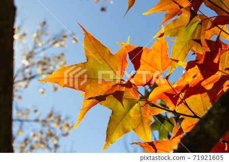 Season limited nature-Wuling Farm Ginkgo and Maple 71921605