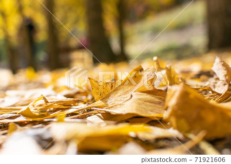 季節限定的大自然-武陵農場銀杏與楓紅 71921606