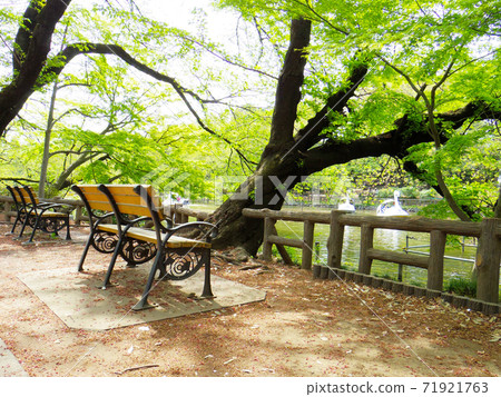 Inokashira Park 4 71921763