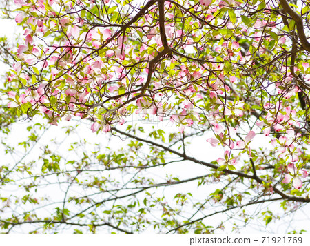 Inokashira Park 10 Hanamizuki 71921769