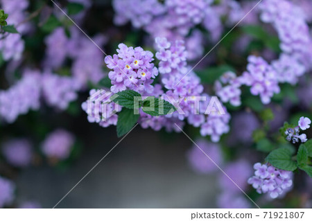 Purple lantana flower stock Purple lantana flower stock 71921807