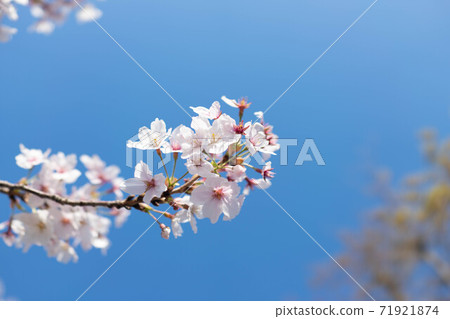 Blue sky and cherry blossoms and branches Blue sky and cherry blossoms and branches 71921874