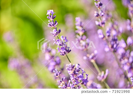 beautiful lavender flowers in summer garden beautiful lavender flowers in summer garden 71921998