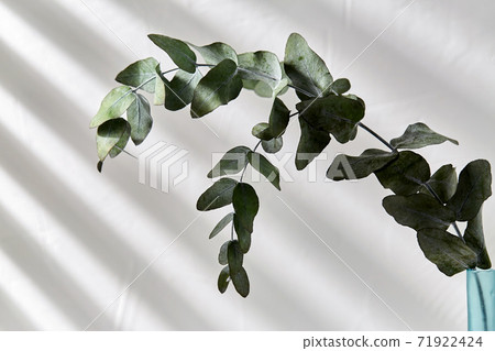 eucalyptus branch in glass bottle on white table eucalyptus branch in glass bottle on white table 71922424