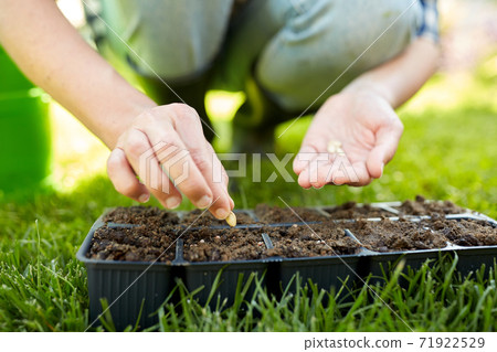 woman planting flower seeds to pots tray with soil woman planting flower seeds to pots tray with soil 71922529