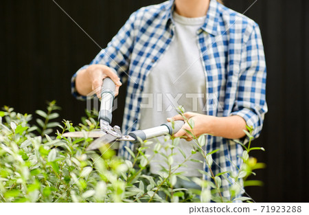 woman with pruner cutting branches at garden woman with pruner cutting branches at garden 71923288