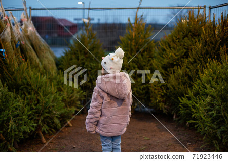little girl choosing christmas tree at market little girl choosing christmas tree at market 71923446