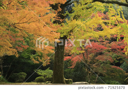 Miyama City Shimizuyama Autumn Leaves, Miyama City Shimizuyama Autumn Leaves, 71925870