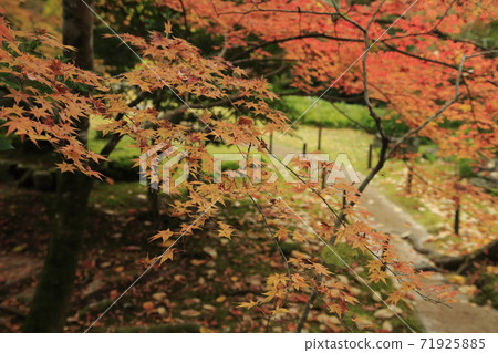 Miyama City Shimizuyama Autumn Leaves, Miyama City Shimizuyama Autumn Leaves, 71925885