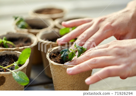 hands and seedlings in starter pots with soil hands and seedlings in starter pots with soil 71926294