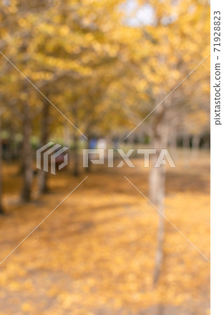 季節限定的大自然-武陵農場銀杏與楓紅 71928823