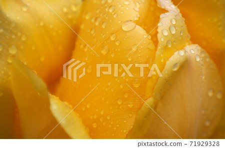 Yellow tulip flower in raindrops. Yellow tulip flower in raindrops. 71929328