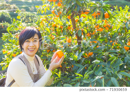 Senior middle-aged woman enjoying mandarin orange hunting Mandarin orange field Senior middle-aged woman enjoying mandarin orange hunting Mandarin orange field 71930659