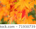 A little red maple 71930739