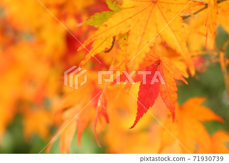 一點紅楓 一點紅楓 71930739