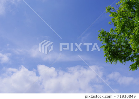 Blue sky and fresh green Blue sky and fresh green 71930849