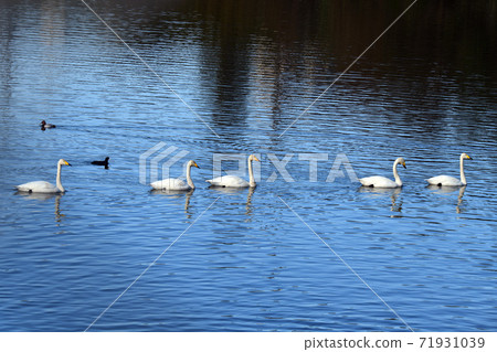 Whooper swans who visited this year as well. Side by side. November 2020 71931039