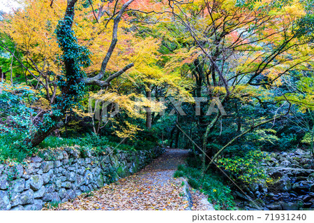 Autumn leaves of the 500 Arhats (Tomigawa Valley) at Daioji Temple [Isahaya City, Nagasaki Prefecture] 71931240