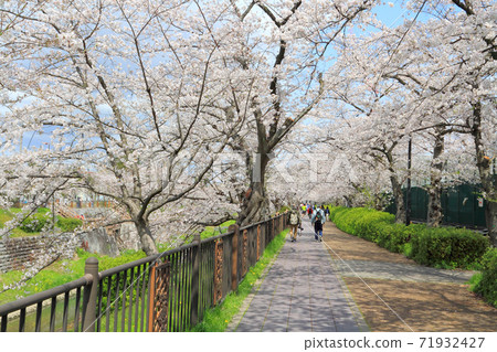Yamazaki River Sakura Yamazaki River Sakura 71932427