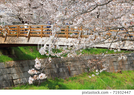 Yamazaki River Sakura Stock Photo 71932447 PIXTA