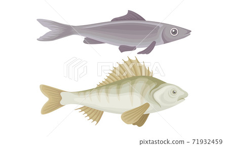 Fish as Gill-bearing Aquatic Animal Used as Seafood Vector Set Fish as Gill-bearing Aquatic Animal Used as Seafood Vector Set 71932459